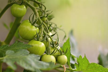 Grüne Tomaten im Gewächshaus