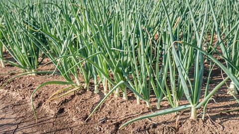 This summer's dry growing conditions have brought down onion yields significantly