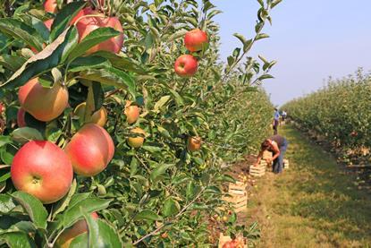 Apple picking in serbia